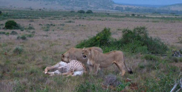 �Ϸ�ʥ����Ұ�����ﱣ����ʨ�Ӳ��Գ���¹