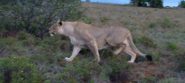 �Ϸ�ʥ����Ұ�����ﱣ����ʨ�Ӳ��Գ���¹