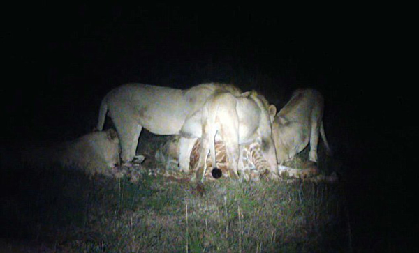 �Ϸ�ʥ����Ұ�����ﱣ����ʨ�Ӳ��Գ���¹