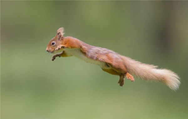 这只红松鼠体长大约45厘米