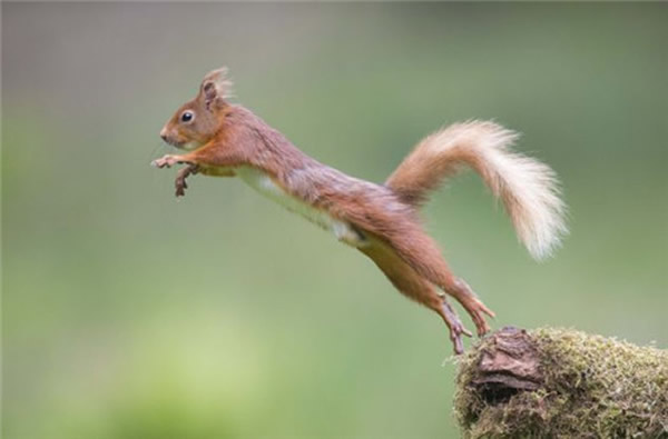 英国一只松鼠在林中展现弹跳力