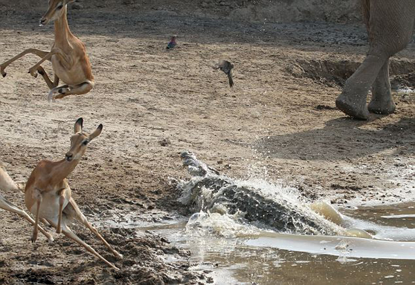 赞比亚南卢安瓜国家公园卢安瓜河羚羊遇鳄鱼袭击跳起逃生