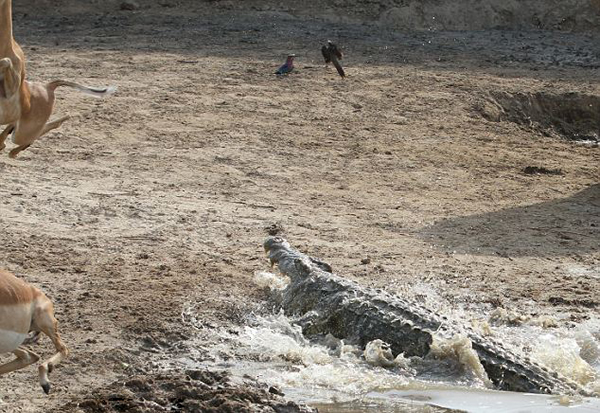 赞比亚南卢安瓜国家公园卢安瓜河羚羊遇鳄鱼袭击跳起逃生