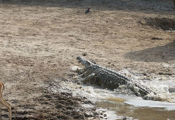 赞比亚南卢安瓜国家公园卢安瓜河羚羊遇鳄鱼袭击跳起逃生