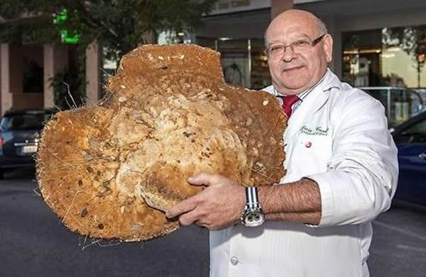 西班牙药师发现12公斤重巨大蘑菇