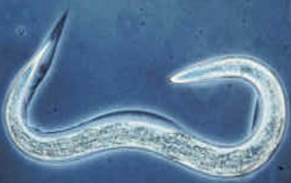 ߳棨Caenorhabditis elegansʵһֳģʽ