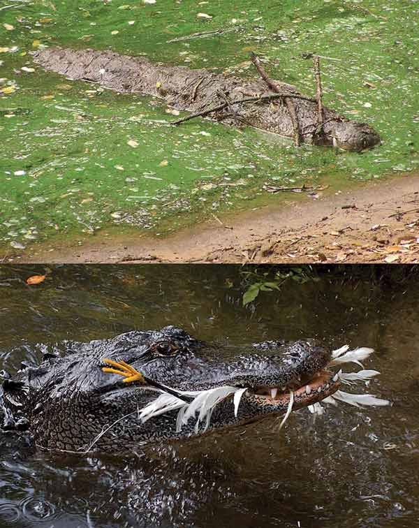 短吻鳄利用树枝做掩护捕食鸟类