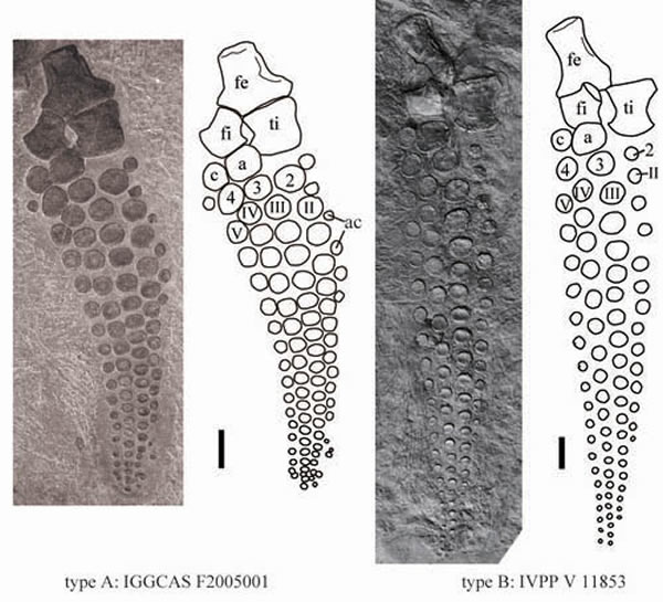邓氏萨斯特鱼龙的两种后肢类型(尚庆华供图)