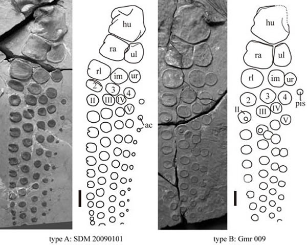 邓氏萨斯特鱼龙的两种前肢类型(尚庆华供图)