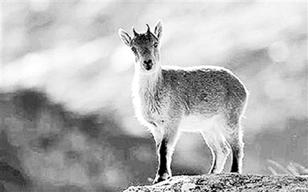 ��������ѧ�һ��ٴν��������Ұɽ���ϸ����¡����