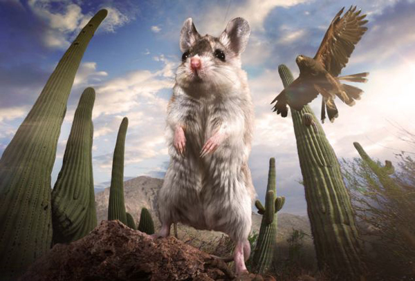 英国BBC自然节目《隐藏的王国》被质疑造假