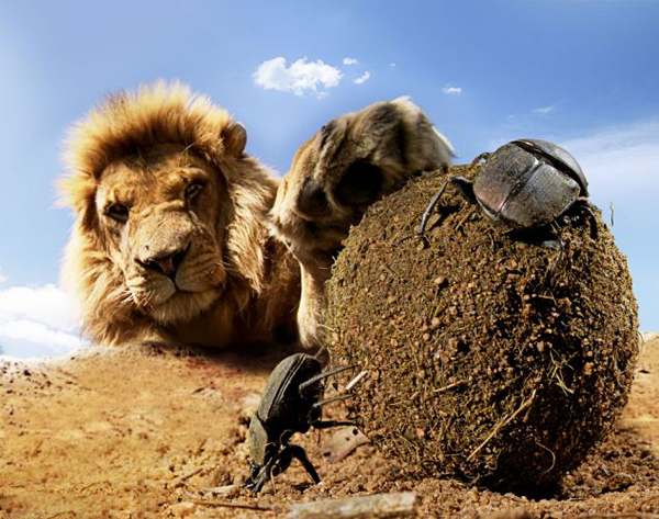 英国BBC自然节目《隐藏的王国》被质疑造假