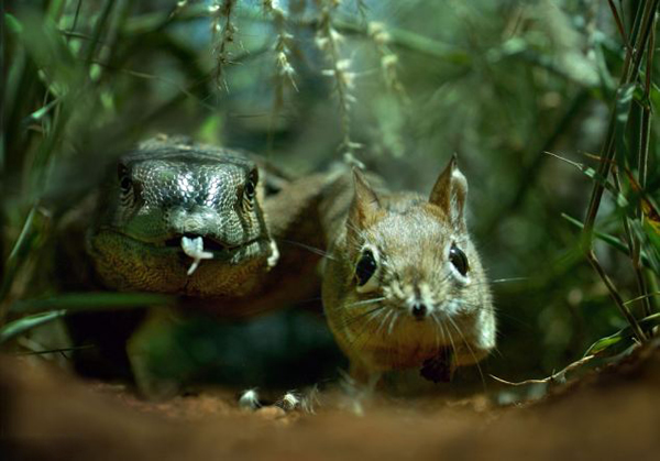 英国BBC自然节目《隐藏的王国》被质疑造假