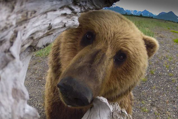 英国BBC自然节目《隐藏的王国》被质疑造假