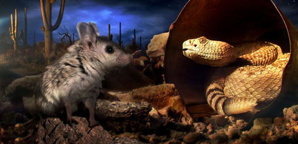 英国BBC自然节目《隐藏的王国》被质疑造假