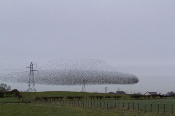 苏格兰椋鸟迁徙呈UFO形