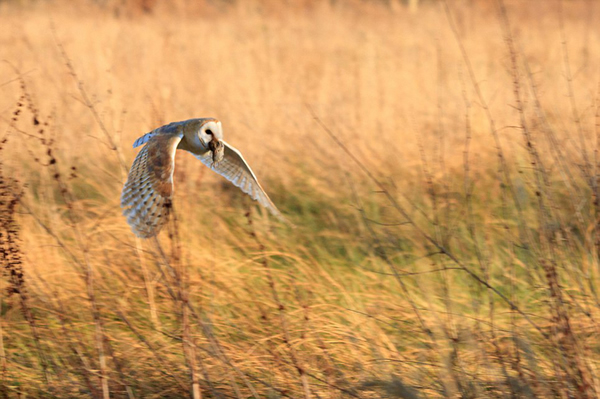 Ӣ����һֻ�����ڿ���͵Ϯһֻ���������èͷӥ