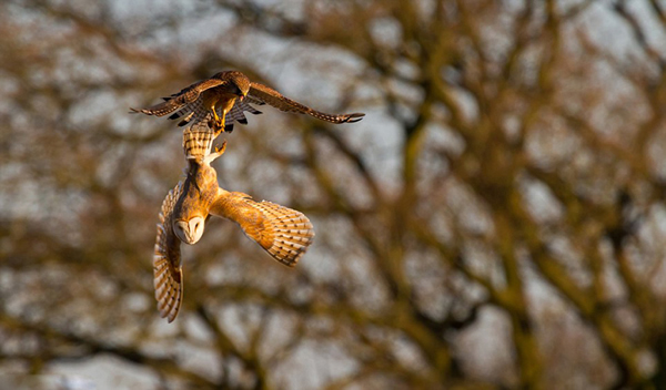 Ӣ����һֻ�����ڿ���͵Ϯһֻ���������èͷӥ