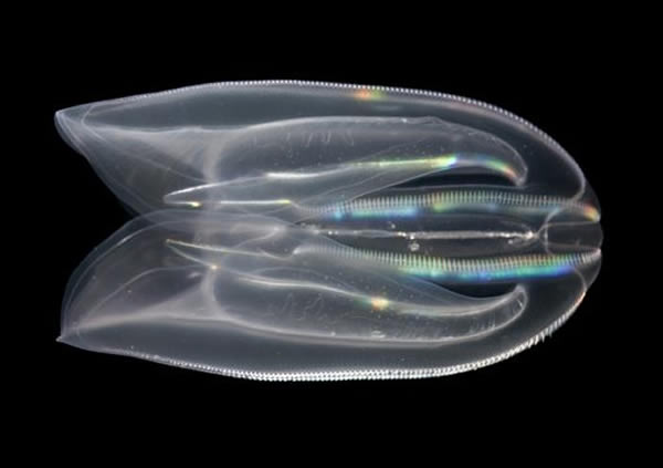 水母状动物可能才是为人类进化过程开启第一扇门的生物体