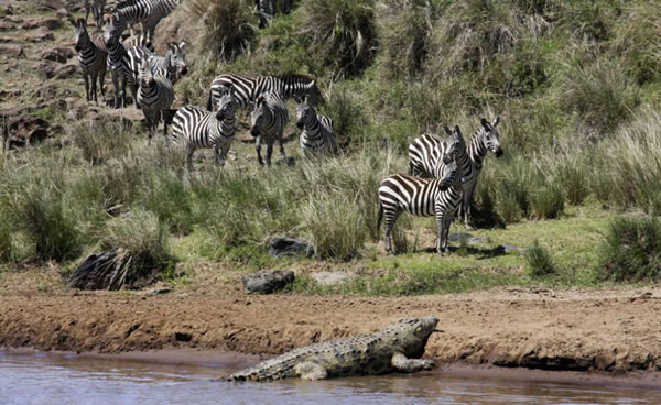 肯尼亚马赛马拉国家保护区小斑马渡河遭鳄鱼“伏击”