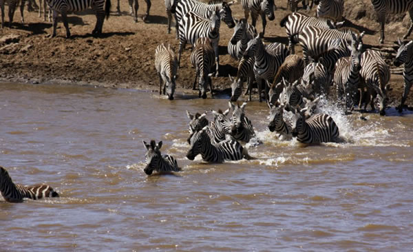 肯尼亚马赛马拉国家保护区小斑马渡河遭鳄鱼“伏击”