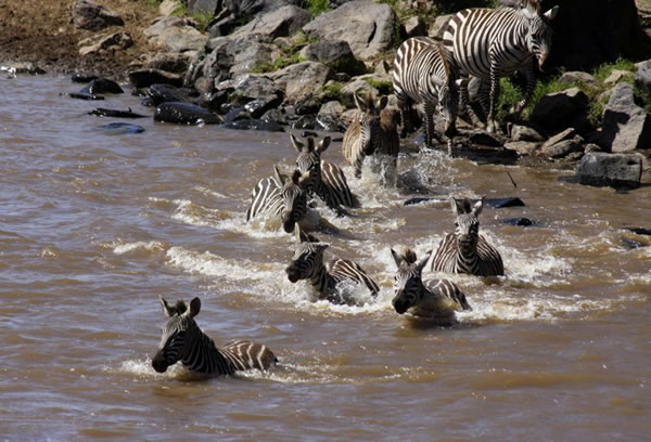 肯尼亚马赛马拉国家保护区小斑马渡河遭鳄鱼“伏击”