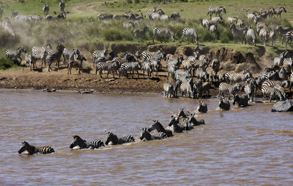 肯尼亚马赛马拉国家保护区小斑马渡河遭鳄鱼“伏击”