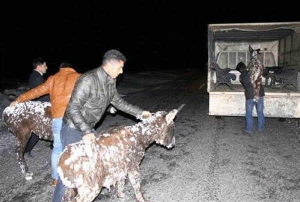 ��ԮС�鵽�ֳ�ʱ��5ֻ¿���Ѿ����ᶳ�������߶���