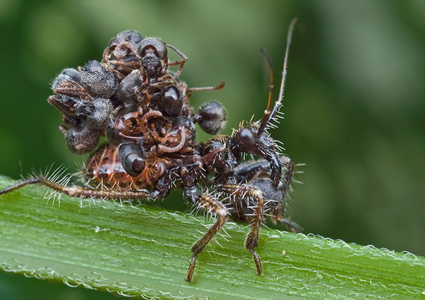 食肉虫猎蝽捕杀蚂蚁后将尸体背到背上当伪装