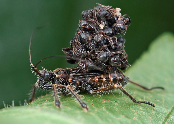 食肉虫猎蝽捕杀蚂蚁后将尸体背到背上当伪装