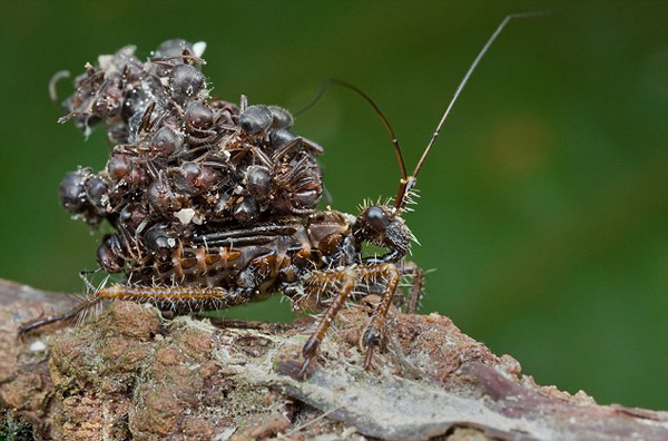 食肉虫猎蝽捕杀蚂蚁后将尸体背到背上当伪装