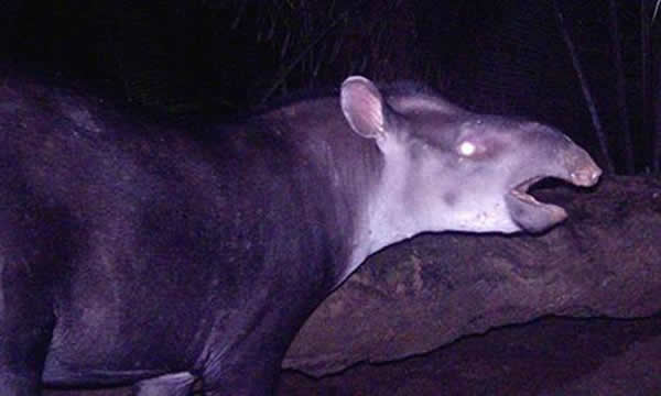 巴西和哥伦比亚发现一种新的貘:当地人管它们叫做“Arabo Kabomani”