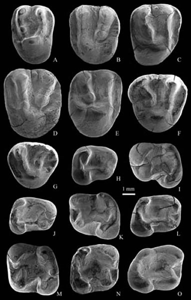 道氏亚洲鼠上、下颊齿冠面视(李茜供图)