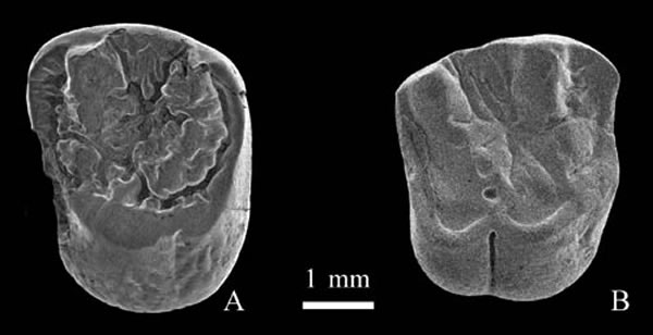 壮鼠科 (属、种未定) 上颊齿冠面(李茜供图)