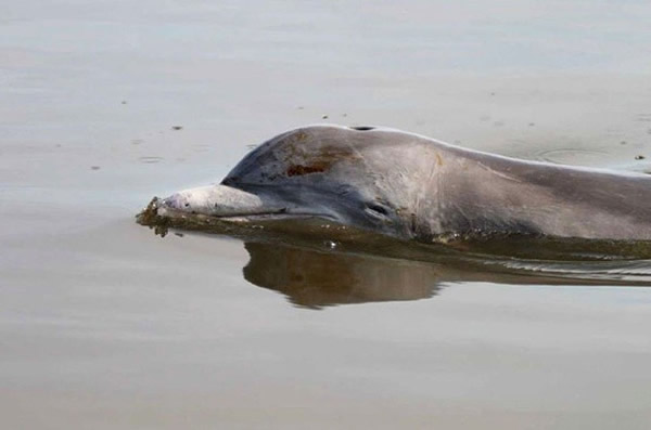 2010��ī������ԭ��й¶�¹ʵ���Ұ�����Ǻ��໼�����طβ�