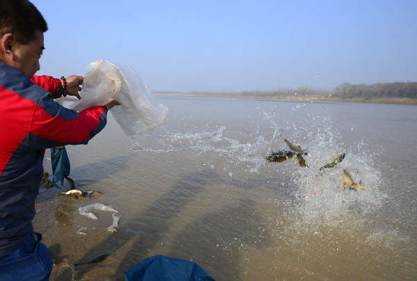 2013年12月18日,济南,2000多斤鲤鱼到黄河滩放生,为济南特产黄河鲤鱼补充渔源,20多分钟里放生鲤鱼800多条,大部分鲤鱼身体都超过20厘米,最长的达到