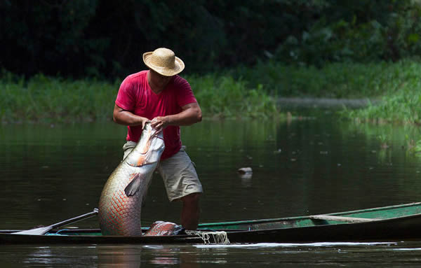 巴西索利蒙伊斯河渔民捕杀巨滑舌鱼