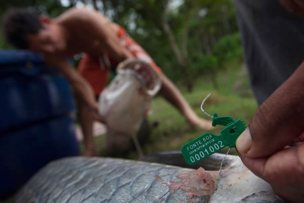 伯托-诺沃村的一名村民向摄影师展示标签,标签上注明捕杀巨滑舌鱼的具体地点。