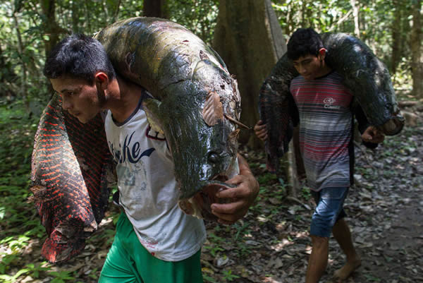 卢马奥岛的村民扛着他们捕获的巨滑舌鱼。