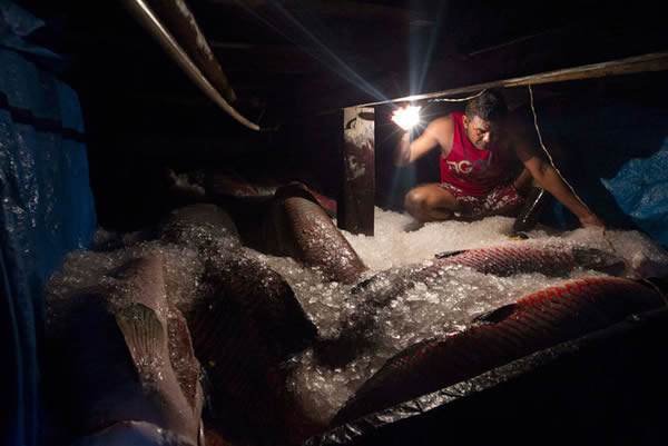 伯托-诺沃村的一名村民正在查看白天在伯克-福多湖捕捞的巨滑舌鱼。为了保鲜,当地村子会在船上准备大量碎冰块