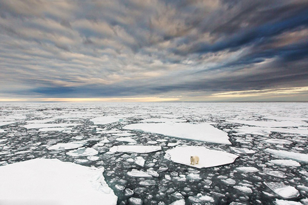 Ų��һֻ�����ܶ��Գ����ڸ�������ʳ����