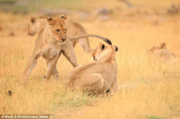 �Ϸǲ�������Ī����Ұ�����ﱣ����ĸʨ΢Цӵ��ͬ��