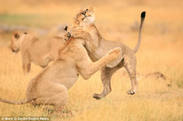 �Ϸǲ�������Ī����Ұ�����ﱣ����ĸʨ΢Цӵ��ͬ��