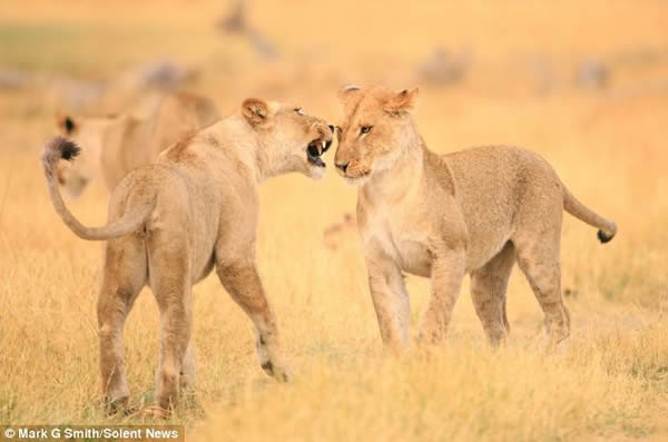 �Ϸǲ�������Ī����Ұ�����ﱣ����ĸʨ΢Цӵ��ͬ��