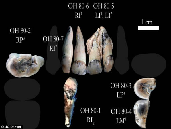 对物种牙齿的早期分析为研究人员提供了他们所食食物的线索,他们认为这些古人类是杂食动物,更偏向于种植物料。