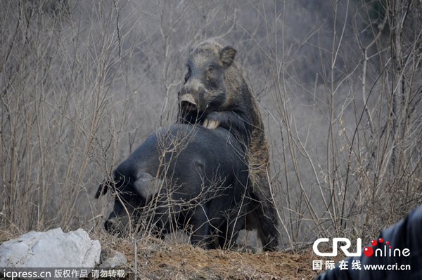 河南省洛阳市偃师大口镇野猪强行与家猪交配
