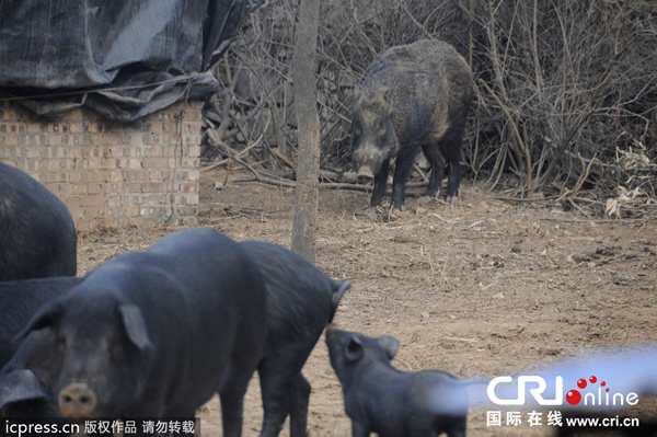 河南省洛阳市偃师大口镇野猪强行与家猪交配