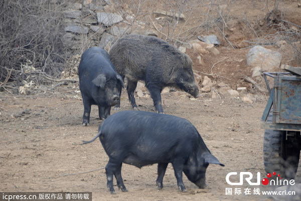 河南省洛阳市偃师大口镇野猪强行与家猪交配