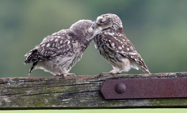 Ӣ��һֻèͷӥ���������ιʳ�ƽ���