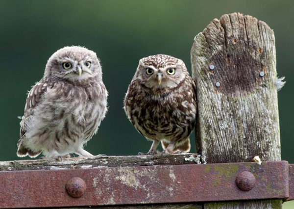 Ӣ��һֻèͷӥ���������ιʳ�ƽ���